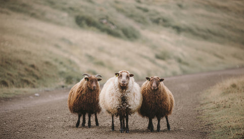 waarom kiezen voor mulesing vrije wol?